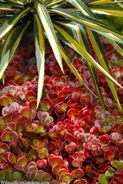 Coral Reef Sedum - 5-Pack Of Pint Pots -Shrub Plant Shop sedum tetractinum coral reef 20 1
