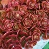 Coral Reef Sedum Tetractinum - 10 Pack Of 4" Pint Pots
