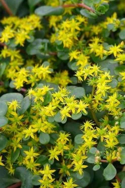 Coral Reef Sedum - 5-Pack Of Pint Pots -Shrub Plant Shop sedum tetractinum coral reef 22 1