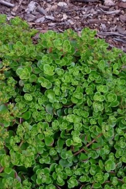 Coral Reef Sedum Tetractinum - 10 Pack Of 4" Pint Pots 11 Coral Reef Sedum Tetractinum - 10 Pack Of 4" Pint Pots -Shrub Plant Shop sedum tetractinum coral reef 24