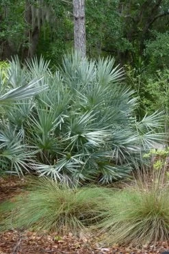 Silver Saw Palmetto Palm - 3 Gallon Pot -Shrub Plant Shop serenoa repens silver saw palmetto palm 1