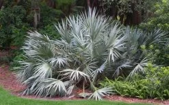 Silver Saw Palmetto Palm - 3 Gallon Pot -Shrub Plant Shop serenoa repens silver saw palmetto palm 3