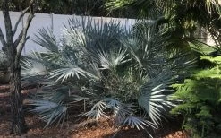 Silver Saw Palmetto Palm - 3 Gallon Pot -Shrub Plant Shop serenoa repens silver saw palmetto palm 4