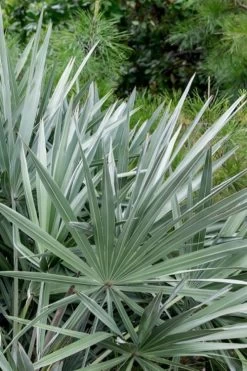 Silver Saw Palmetto Palm - 3 Gallon Pot -Shrub Plant Shop serenoa repens silver saw palmetto palm 5