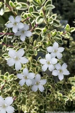 Variegated Snowbush (Serissa Japonica) - 3 Gallon Pot -Shrub Plant Shop serissa foetida variegata snowbush 4