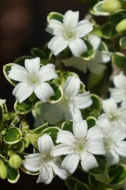 Variegated Snowbush (Serissa Japonica) - 3 Gallon Pot -Shrub Plant Shop serissa foetida variegata snowbush 5