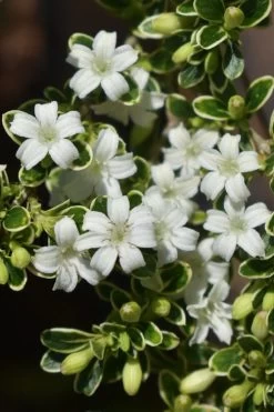 Variegated Snowbush (Serissa Japonica) - 3 Gallon Pot -Shrub Plant Shop serissa foetida variegata snowbush 6