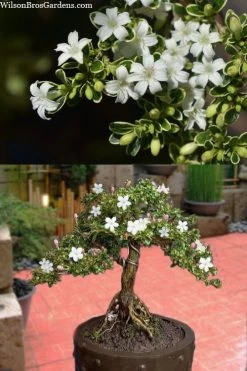 Variegated Snowbush (Serissa Japonica) - 3 Gallon Pot -Shrub Plant Shop serissa foetida variegata snowbush 7