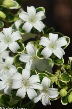 New Products 9 Variegated Snowbush (Serissa Japonica) - 3 Gallon Pot