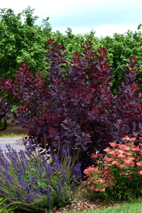 Royal Purple Smoke Tree (TREE FORM) - 5 Gallon Pot 10 Royal Purple Smoke Tree (TREE FORM) - 5 Gallon Pot - Image 10