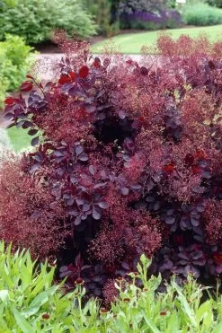 Royal Purple Smoke Tree (TREE FORM) - 5 Gallon Pot 15 Royal Purple Smoke Tree (TREE FORM) - 5 Gallon Pot -Shrub Plant Shop smoke tree royal purple 23