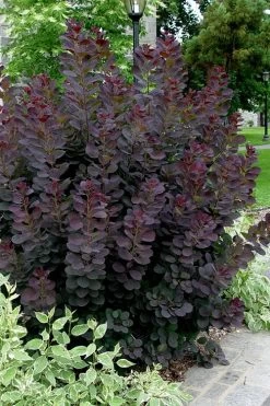 Royal Purple Smoke Tree (TREE FORM) - 5 Gallon Pot 12 Royal Purple Smoke Tree (TREE FORM) - 5 Gallon Pot -Shrub Plant Shop smoke tree royal purple 25