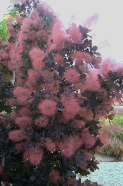 Royal Purple Smoke Tree (TREE FORM) - 5 Gallon Pot 16 Royal Purple Smoke Tree (TREE FORM) - 5 Gallon Pot -Shrub Plant Shop smoke tree royal purple 28
