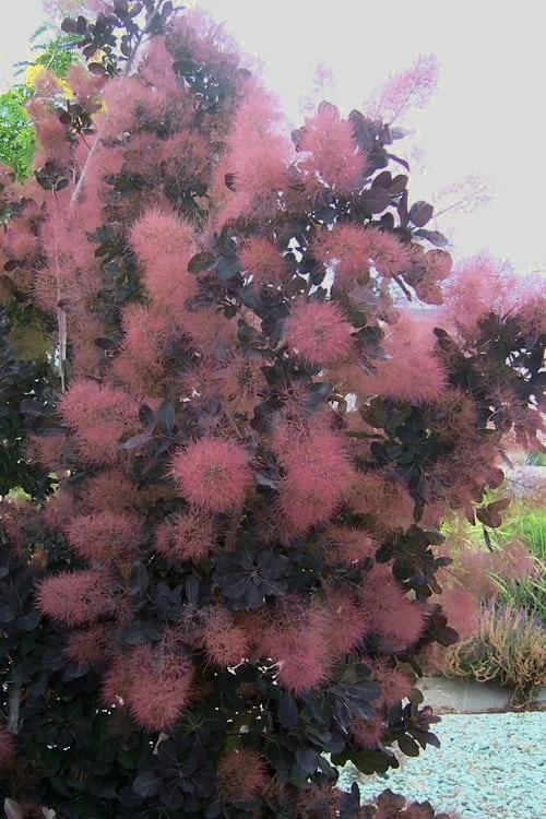 Royal Purple Smoke Tree (TREE FORM) - 5 Gallon Pot 7 Royal Purple Smoke Tree (TREE FORM) - 5 Gallon Pot - Image 7