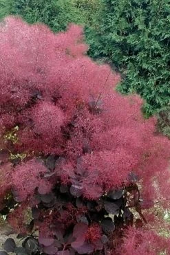 Royal Purple Smoke Tree (TREE FORM) - 5 Gallon Pot