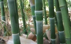 Solid Stem Bamboo - Phyllostachys Heteroclada - 3 Gallon Pot (2-4') -Shrub Plant Shop solid stem bamboo