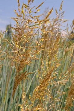 Indian Steel Blue Prairie Grass (Sorghastrum Nutans) - 1 Gallon Pot 14 Indian Steel Blue Prairie Grass (Sorghastrum Nutans) - 1 Gallon Pot -Shrub Plant Shop sorghastrum nutans indian steel blue prairie grass 2