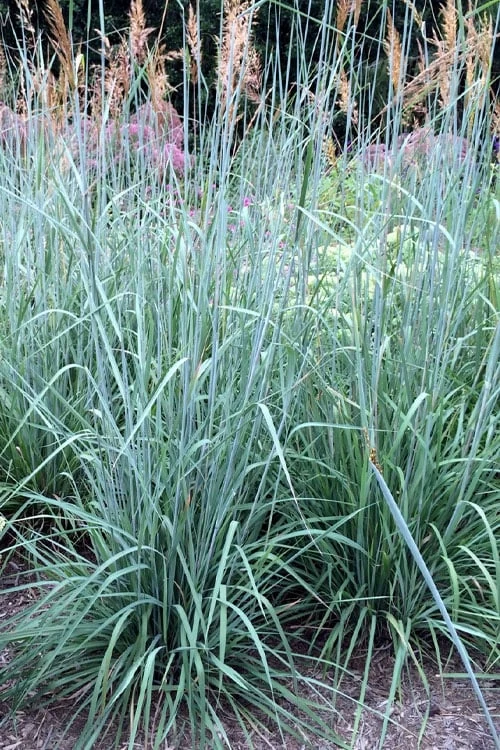 Indian Steel Blue Prairie Grass (Sorghastrum Nutans) - 1 Gallon Pot 1 Indian Steel Blue Prairie Grass (Sorghastrum Nutans) - 1 Gallon Pot