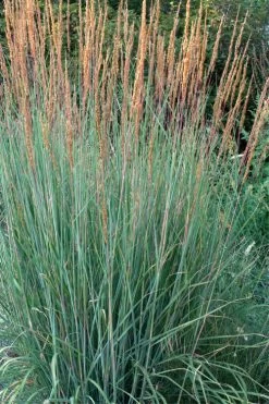 Indian Steel Blue Prairie Grass (Sorghastrum Nutans) - 1 Gallon Pot 11 Indian Steel Blue Prairie Grass (Sorghastrum Nutans) - 1 Gallon Pot -Shrub Plant Shop sorghastrum nutans indian steel blue prairie grass 4
