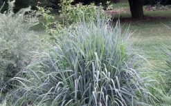 Indian Steel Blue Prairie Grass (Sorghastrum Nutans) - 1 Gallon Pot 13 Indian Steel Blue Prairie Grass (Sorghastrum Nutans) - 1 Gallon Pot -Shrub Plant Shop sorghastrum nutans indian steel blue prairie grass 5