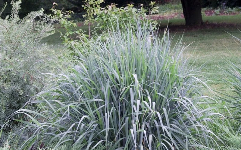 Indian Steel Blue Prairie Grass (Sorghastrum Nutans) - 1 Gallon Pot 6 Indian Steel Blue Prairie Grass (Sorghastrum Nutans) - 1 Gallon Pot - Image 6