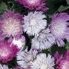 Color Wheel Stokesia (Stokes Aster) - 5 Pack Of Quart Pots