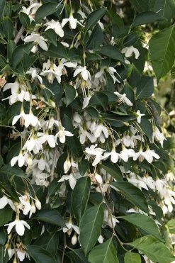 Fragrant Fountain Weeping Japanese Snowbell Tree - 5 Gallon Pot -Shrub Plant Shop styrax japonica fragrant fountain weeping japanese snowbell tree 4