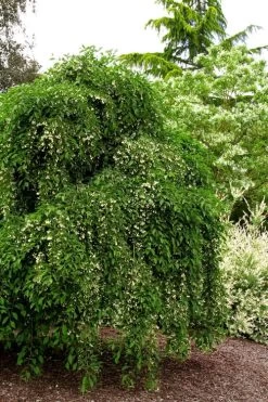 Fragrant Fountain Weeping Japanese Snowbell Tree - 5 Gallon Pot -Shrub Plant Shop styrax japonica fragrant fountain weeping japanese snowbell tree 5