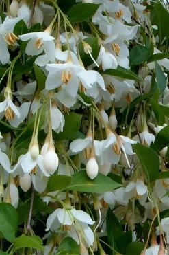 Fragrant Fountain Weeping Japanese Snowbell Tree - 5 Gallon Pot -Shrub Plant Shop styrax japonica fragrant fountain weeping japanese snowbell tree 6