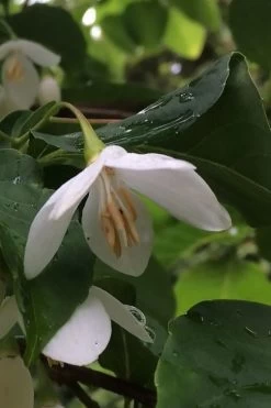 Fragrant Fountain Weeping Japanese Snowbell Tree - 5 Gallon Pot -Shrub Plant Shop styrax japonica fragrant fountain weeping japanese snowbell tree 7