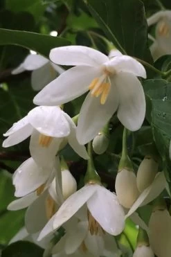 Fragrant Fountain Weeping Japanese Snowbell Tree - 5 Gallon Pot -Shrub Plant Shop styrax japonica fragrant fountain weeping japanese snowbell tree 8