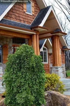 Fragrant Fountain Weeping Japanese Snowbell Tree - 5 Gallon Pot -Shrub Plant Shop styrax japonica fragrant fountain weeping japanese snowbell tree 9