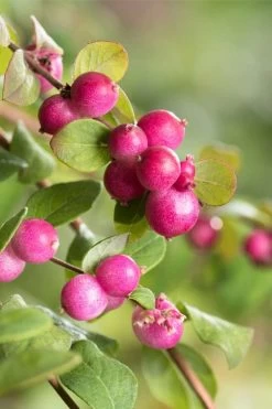 Chenault Coralberry Bush (Symphoricarpos X Chenaultii 'Hancock') - 1 Gallon Pot -Shrub Plant Shop symphoricarpos chenaultii hancock coralberry 2
