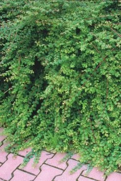 Chenault Coralberry Bush (Symphoricarpos X Chenaultii 'Hancock') - 1 Gallon Pot -Shrub Plant Shop symphoricarpos chenaultii hancock coralberry 7