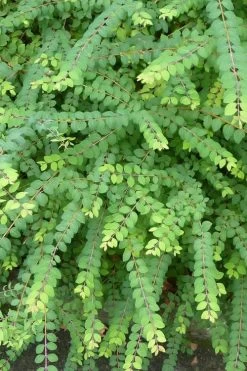 Chenault Coralberry Bush (Symphoricarpos X Chenaultii 'Hancock') - 1 Gallon Pot -Shrub Plant Shop symphoricarpos chenaultii hancock coralberry 8