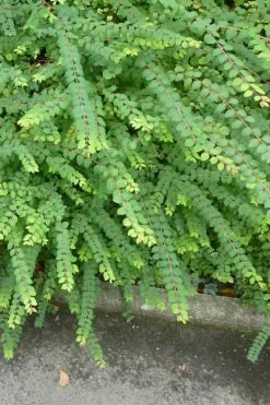 Chenault Coralberry Bush (Symphoricarpos X Chenaultii 'Hancock') - 1 Gallon Pot -Shrub Plant Shop symphoricarpos chenaultii hancock coralberry 9