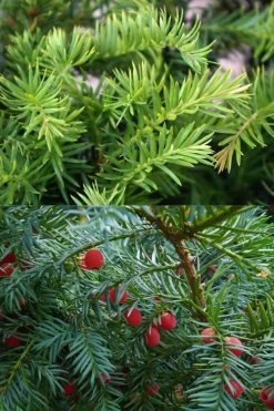 Spreading English Yew (Taxus Baccata 'Repandens) - 1 Gallon Pot 13 Spreading English Yew (Taxus Baccata 'Repandens) - 1 Gallon Pot -Shrub Plant Shop taxus baccata repandens speading english yew 10