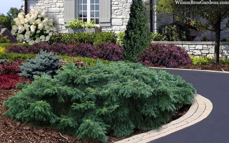 Spreading English Yew (Taxus Baccata 'Repandens) - 1 Gallon Pot 5 Spreading English Yew (Taxus Baccata 'Repandens) - 1 Gallon Pot - Image 5