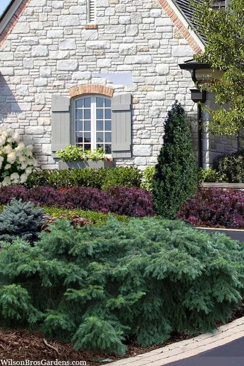 Spreading English Yew (Taxus Baccata 'Repandens) - 1 Gallon Pot 1 Spreading English Yew (Taxus Baccata 'Repandens) - 1 Gallon Pot