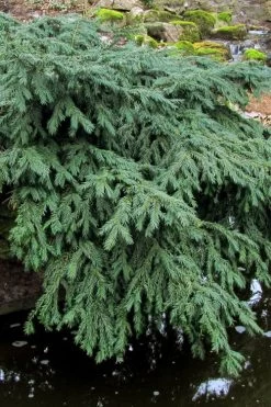 Spreading English Yew (Taxus Baccata 'Repandens) - 1 Gallon Pot 10 Spreading English Yew (Taxus Baccata 'Repandens) - 1 Gallon Pot -Shrub Plant Shop taxus baccata repandens speading english yew 8