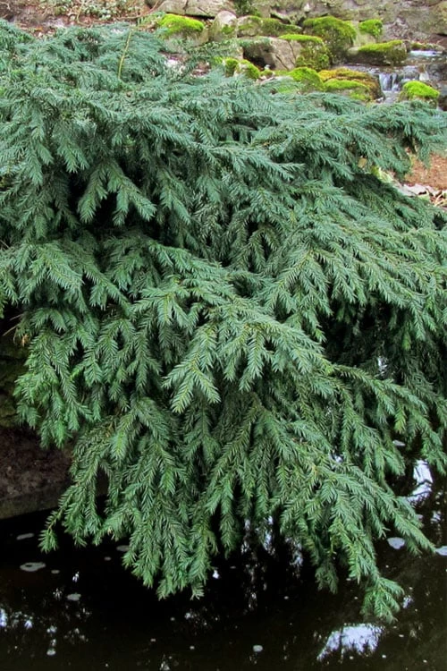 Spreading English Yew (Taxus Baccata 'Repandens) - 1 Gallon Pot 4 Spreading English Yew (Taxus Baccata 'Repandens) - 1 Gallon Pot - Image 4