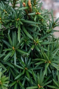 Beanpole Columnar Yew (Taxus Media) - 1 Gallon Pot -Shrub Plant Shop taxus media beanpole yew 3