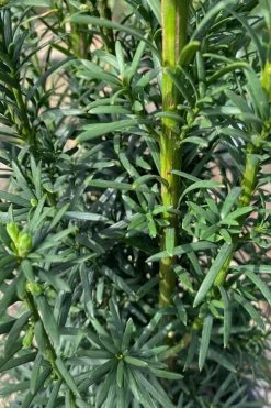 Maureen Columnar Yew (Taxus Hybrid) - 1 Gallon Pot -Shrub Plant Shop taxus x media maureen columnar yew 1 1