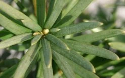 Maureen Columnar Yew (Taxus Hybrid) - 5 Gallon Pot -Shrub Plant Shop taxus x media maureen columnar yew 2