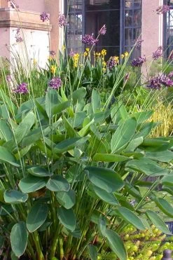 Powdery Alligator Flag (Thalia Dealbata) - 3 Gallon Pot