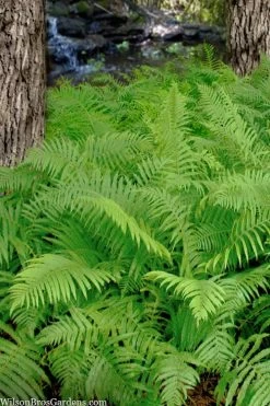 Southern Wood Fern (Thelypteris Kunthii) 2.5 Quart Pot -Shrub Plant Shop thelypteris kunthii southern wood fern 112
