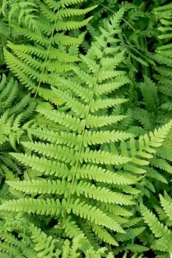 Southern Wood Fern (Thelypteris Kunthii) 2.5 Quart Pot -Shrub Plant Shop thelypteris kunthii southern wood fern 113