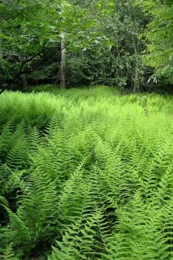 Southern Wood Fern (Thelypteris Kunthii) 2.5 Quart Pot -Shrub Plant Shop thelypteris kunthii southern wood fern 114