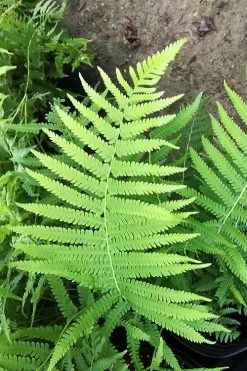 Southern Wood Fern (Thelypteris Kunthii) 2.5 Quart Pot -Shrub Plant Shop thelypteris kunthii southern wood fern 115
