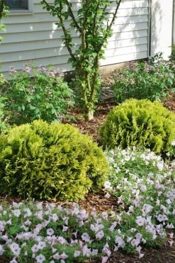 Anna's Magic Ball Arborvitae (Thuja) - 3 Gallon Pot -Shrub Plant Shop thuja annas magic ball arborvitae 3